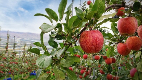 "사과밭에 100억 심었다"…KB인베, '해외 과일 IP' H&B아시아에 투자_양용비