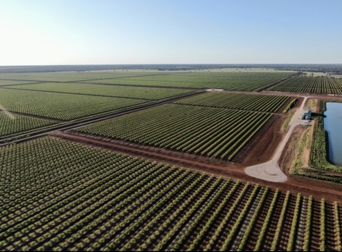 누빈내추럴캐피털이 보유한 캘리포니아 아몬드 농장