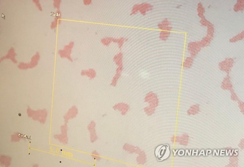 맥도날드 주가, '대장균 버거' 발표에 급락…시간 외 거래서 9%↓_윤시윤